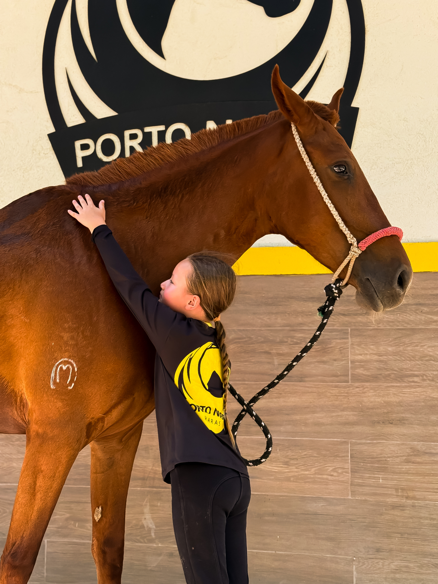 Cavalo Mangalarga Marchador em marcha no Haras Porto Nobre ao entardecer